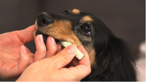 歯磨きガムをかじる犬