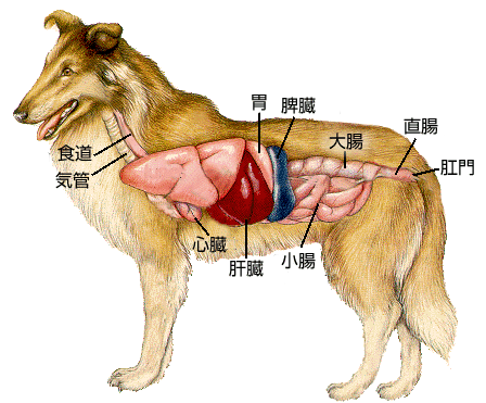 犬の下痢の原因は小腸・大腸の異常